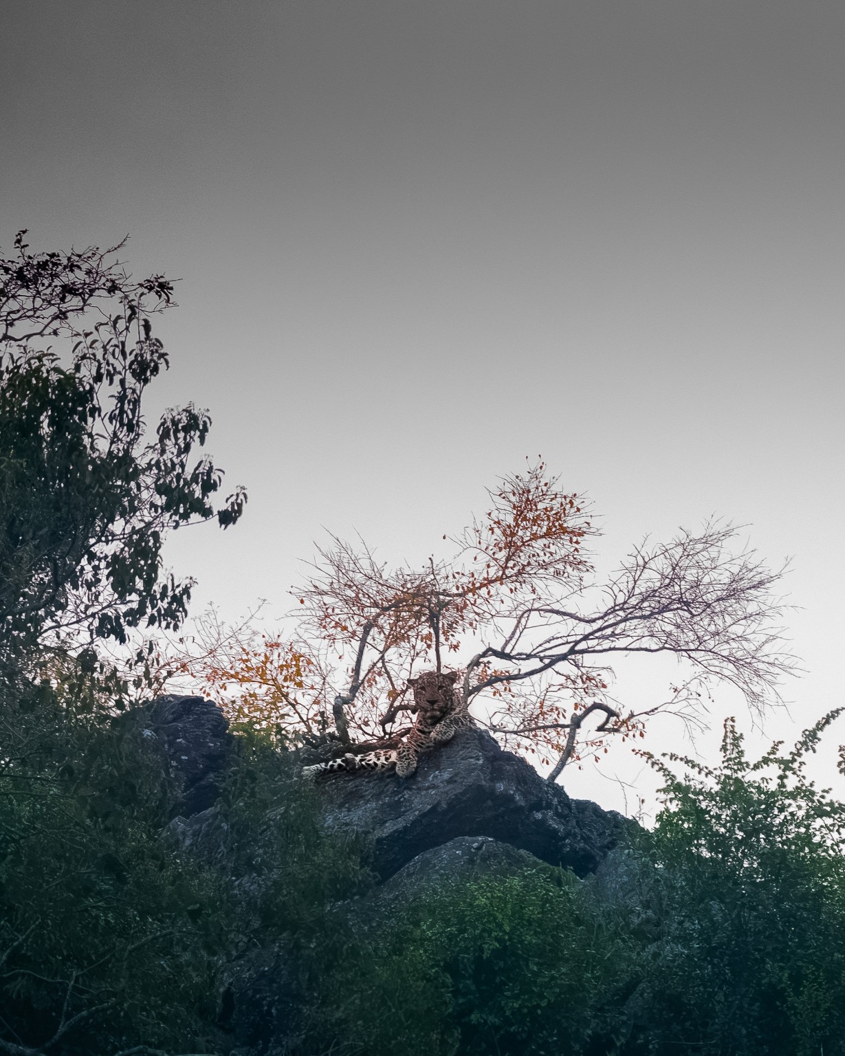 A leopard rests on a rock among trees and foliage, beneath an open sky.