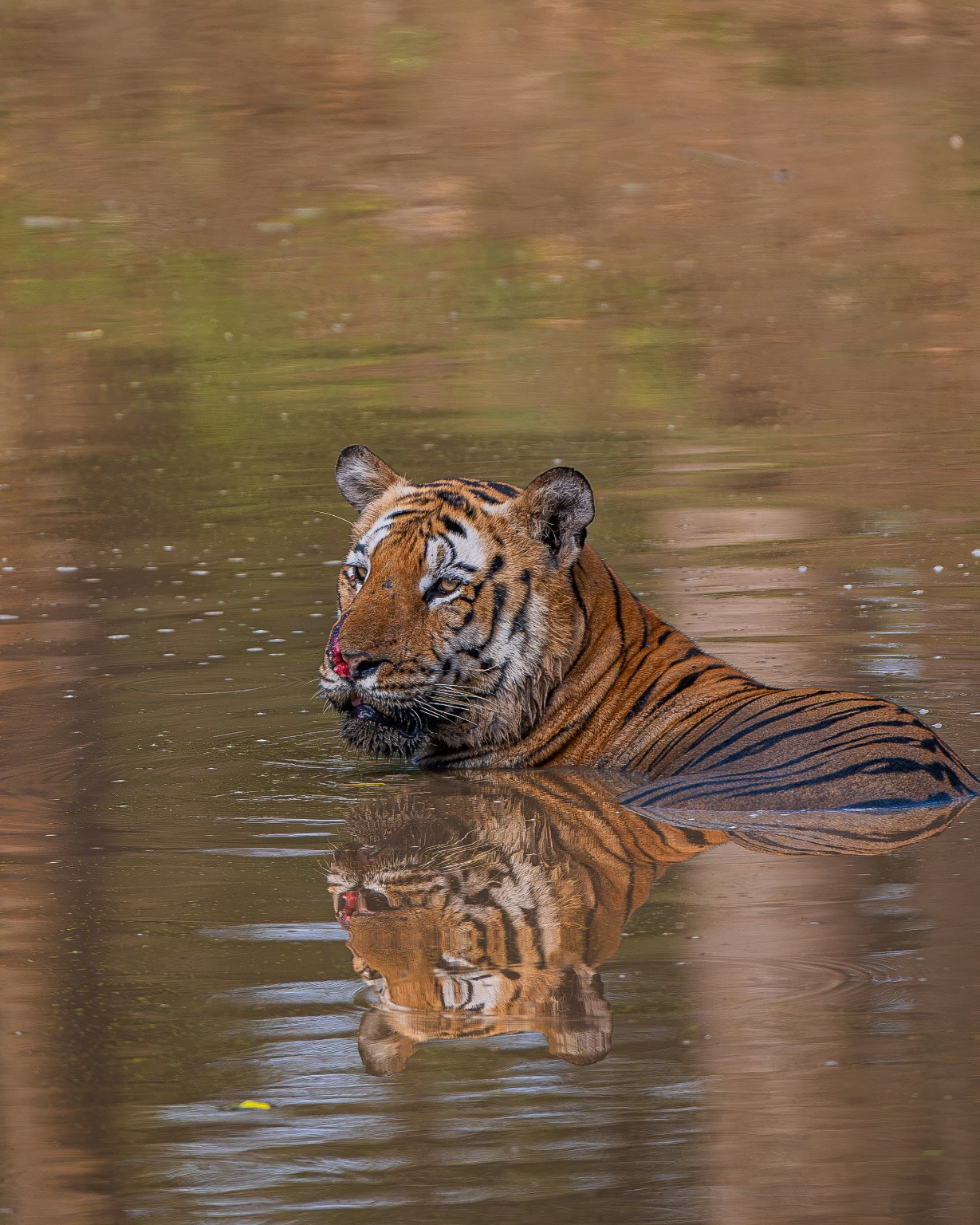 A tiger rests in water, its face and stripes reflected beneath it.