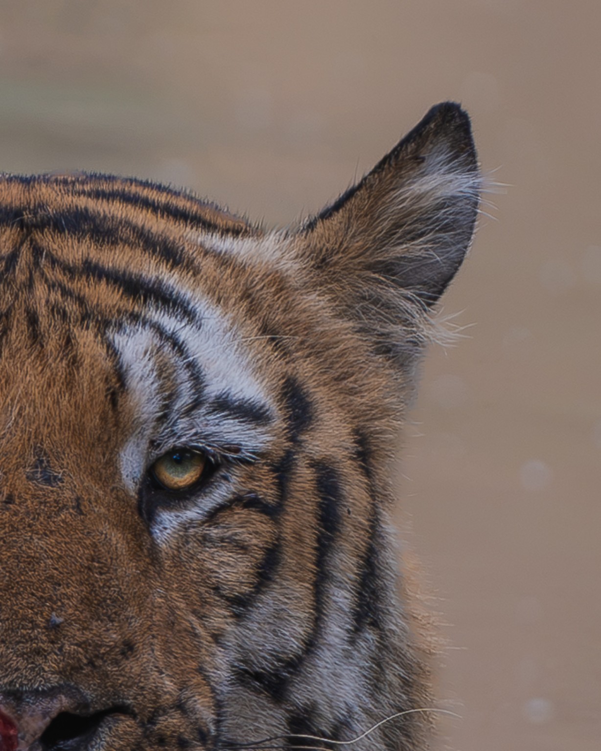 A close tiger portrait showing one eye, an ear and the texture of the face.