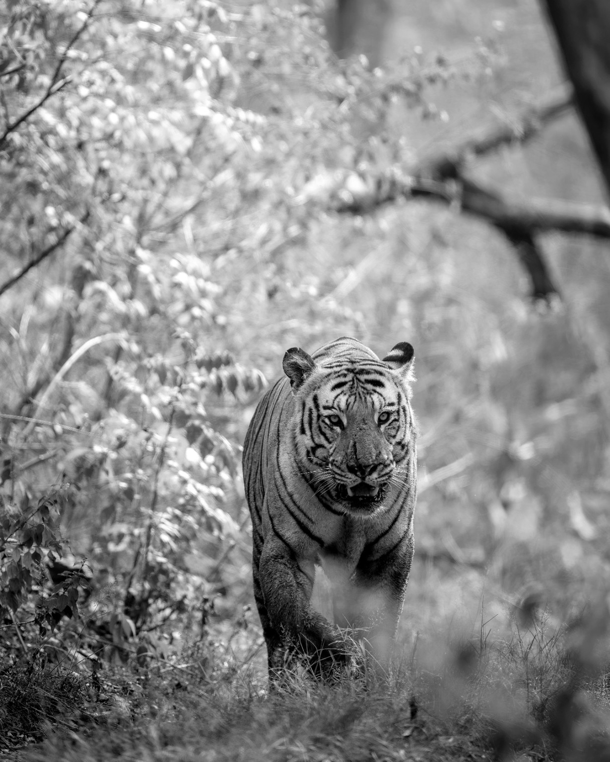 A tiger approaches through vegetation in a monochrome forest photograph.